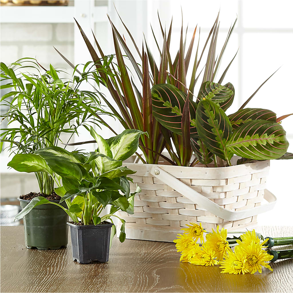 Florist Designed Blooming and Green Plants in a Basket – Qfc, Seattle WA