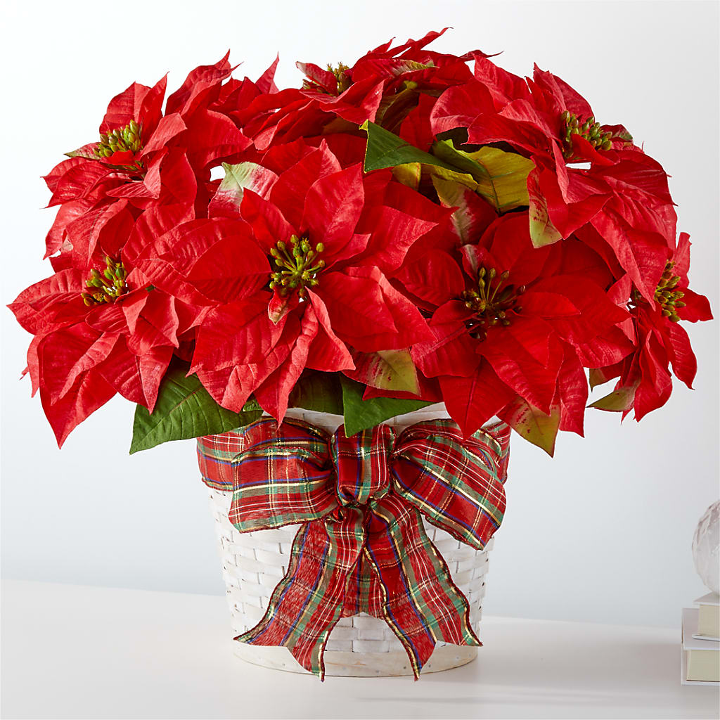 Happiest Holidays Poinsettia – Qfc, Seattle WA