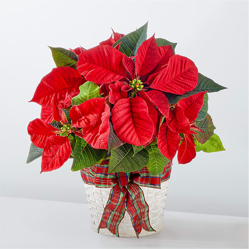 Happiest Holidays Poinsettia – Qfc, Seattle WA