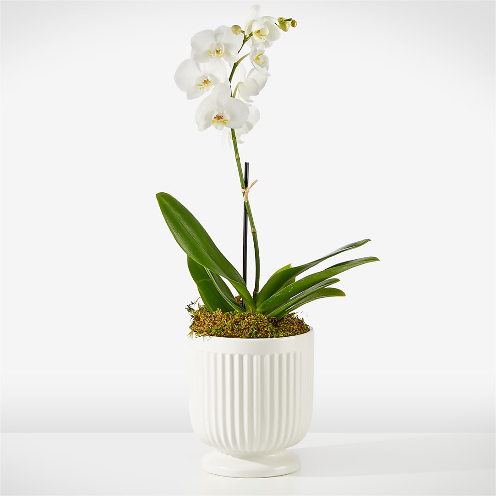 Whispering White Orchid – Qfc, Seattle WA
