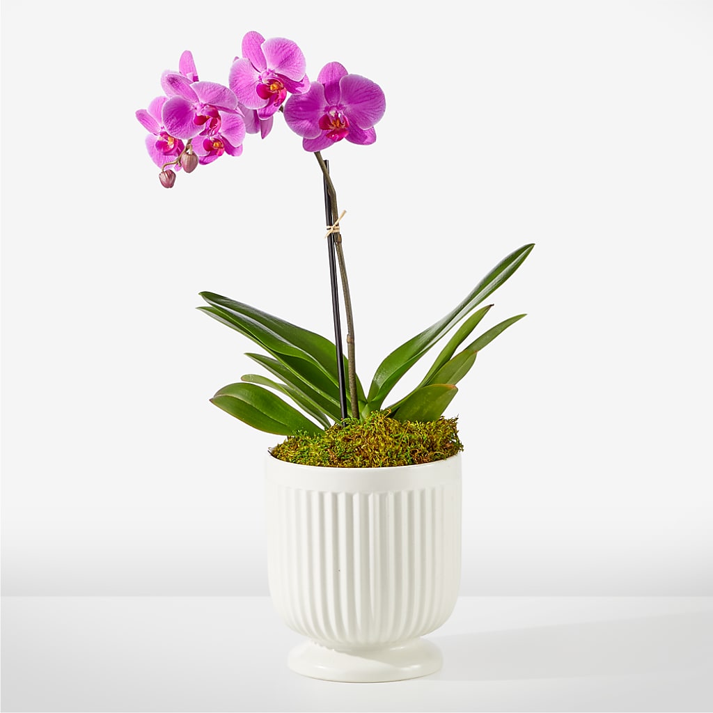 Friendly Fuchsia Orchid – Qfc, Seattle WA