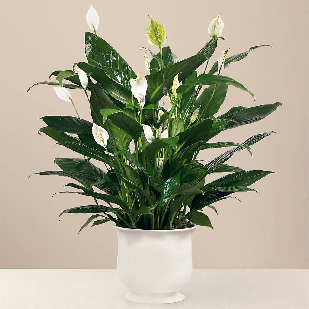 Comfort Planter – Qfc, Seattle WA