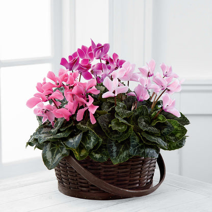 Mixed Cyclamen Planter –  Qfc, Seattle WA
