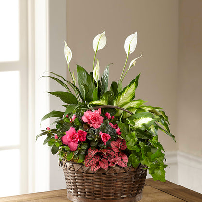 Dream in Pink Dishgarden –  Qfc, Seattle WA