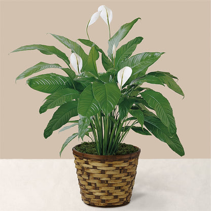 Tranquil Moments Peace Lily Plant –  Qfc, Seattle WA