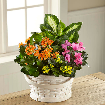 Color Crush Dishgarden –  Qfc, Seattle WA