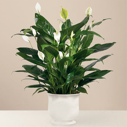 Comfort Planter –  Qfc, Seattle WA