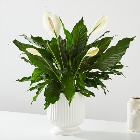 Comfort Planter –  Qfc, Seattle WA