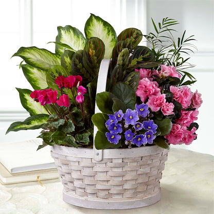 Peaceful Garden Planter –  Qfc, Seattle WA