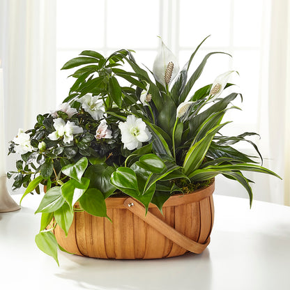 Serene Dishgarden –  Qfc, Seattle WA