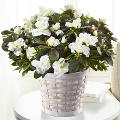 White Azalea Plant –  Qfc, Seattle WA