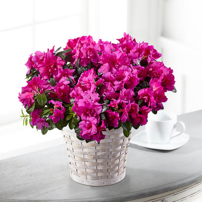 Hope & Serenity Azalea Plant –  Qfc, Seattle WA
