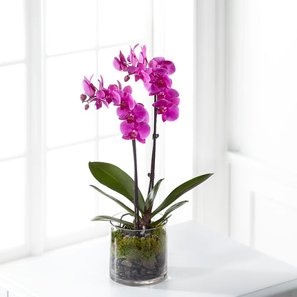 Pink Orchid Plant –  Qfc, Seattle WA