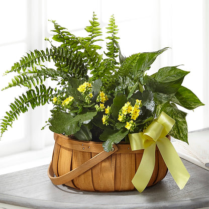 Always Dear Dishgarden –  Qfc, Seattle WA