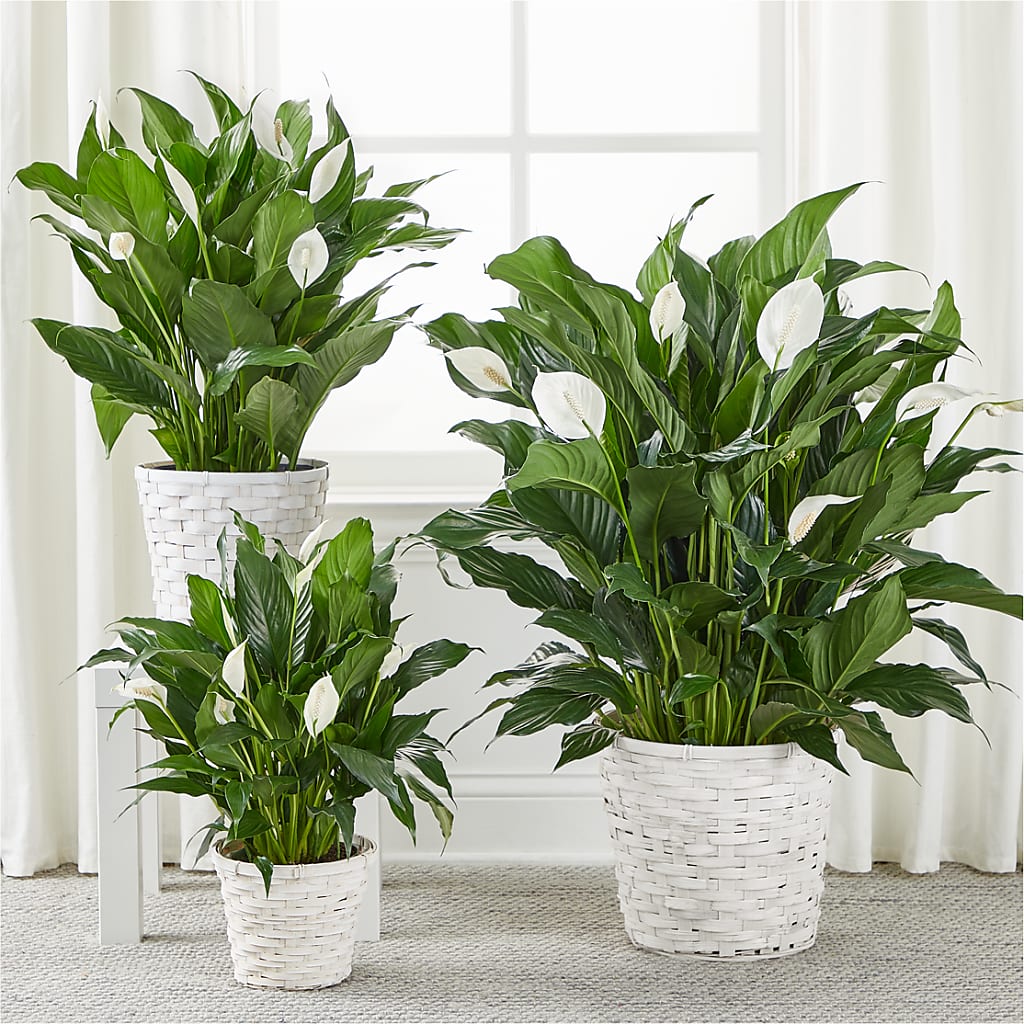 A New Leaf Peace Lily –  Qfc, Seattle WA