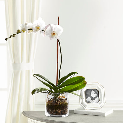 White Orchid Planter –  Qfc, Seattle WA