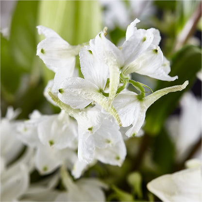 Classic Ivory – A Florist Original –  Qfc, Seattle WA